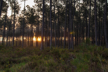 Sunrise among pine trees in the Landes