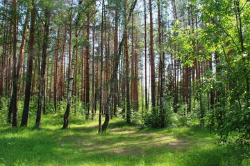 photo of a dense Russian forest