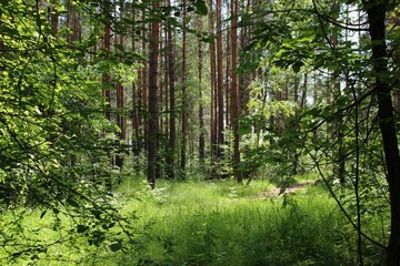 photo of a dense Russian forest