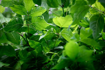 Fototapeta na wymiar green spring leaves on a branch
