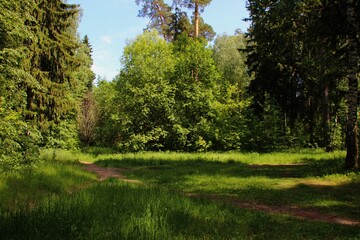 Obraz premium photo of a dense Russian forest