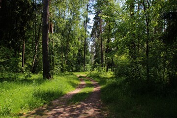 Fototapeta na wymiar photo of a dense Russian forest