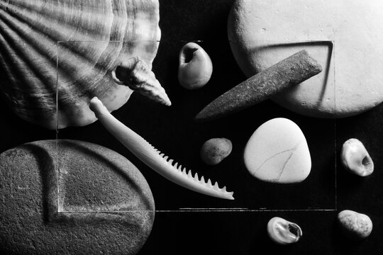 Abstract composition of glass, stones, shells and belemnite close-up. Black and white photography