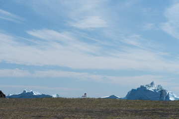 Chaise seule surplombant des icebergs, Groenland