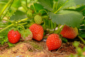 Strawberries red mellow ripe perfect. Healthy fresh strawberries are grown in a greenhouse on an organic farm. Royalty high-quality free stock image of fruit.