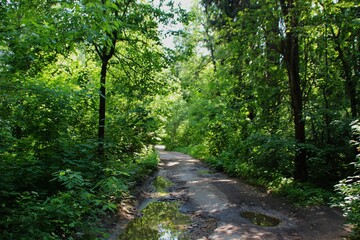 Obraz premium photo of a dense Russian forest