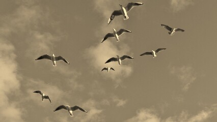 flock of birds