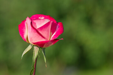 The name of this rose is 