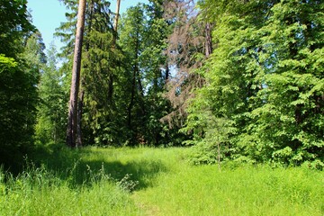 Fototapeta premium photo of a dense Russian forest
