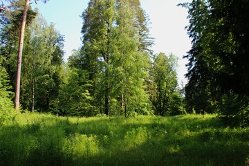 Fototapeta premium photo of a dense Russian forest