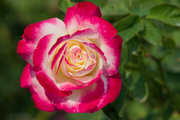 The name of this rose is 