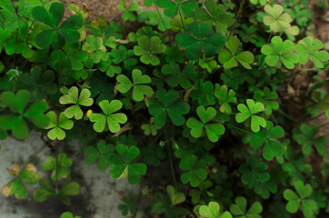 Green shamrock leaves as a background. Spring fresh clover petals