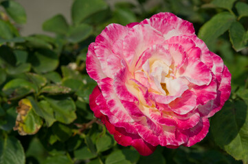 The name of this rose is "Double Delight". 