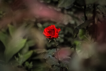 red rose in the garden