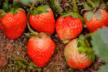 Strawberries red mellow ripe perfect. Healthy fresh strawberries are grown in a greenhouse on an organic farm. Royalty high-quality free stock image of fruit.