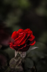 single red rose