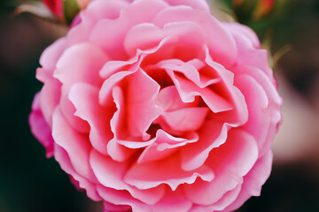 Close up view of beautiful pastel pink rose with soft selective focus on blur nature background. Royalty high-quality free stock image of flowers. Rose is a symbol of love.