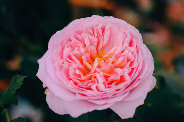 Close up view of beautiful pastel pink rose with soft selective focus on blur nature background. Royalty high-quality free stock image of flowers. Rose is a symbol of love.