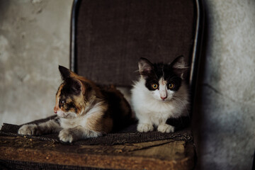 Two stray kittens sitting on an old broken chair - Powered by Adobe