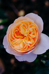 Close up view of a beautiful orange rose with soft selective focus on blur nature background. Royalty high-quality free stock image of flowers. Rose is a symbol of love.
