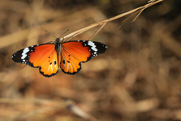 Bright orange butterfly on a straw in Madagascar.