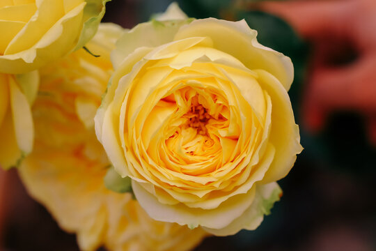 Close up view of a beautiful yellow rose with soft selective focus on blur nature background. Royalty high-quality free stock image of flowers. Rose is a symbol of love.