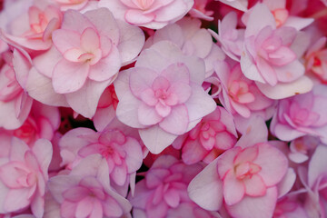 Hydrangea flower with soft selective focus and soft background. Royalty high-quality stock photo image macro photography of hydrangea flower isolated on nature background.