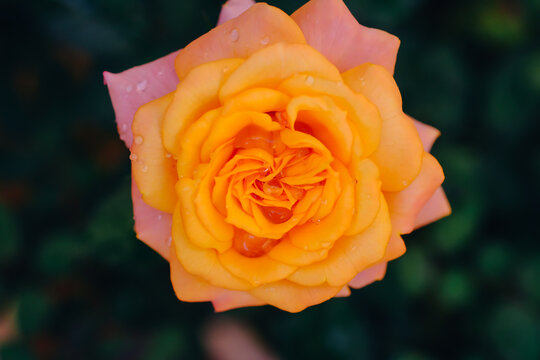 Close up view of a beautiful orange rose with soft selective focus on blur nature background. Royalty high-quality free stock image of flowers. Rose is a symbol of love.