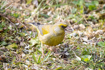 European greenfinch (Chloris chloris)