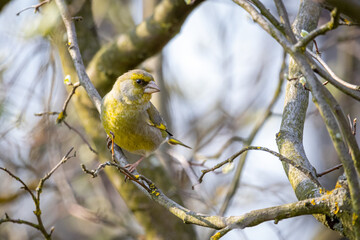 European greenfinch (Chloris chloris)