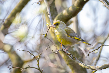 Fototapeta premium European greenfinch (Chloris chloris)