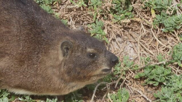 A Rock Hyrax (or dassie) in Boulders beach penguin colony in Cape Town, South africa
