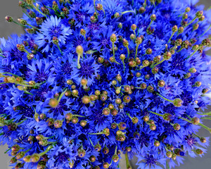  Blue aster button with a lot of blue colors, close-up, macro.  