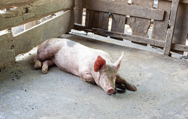 Dirty pig in a small farm in the countryside.