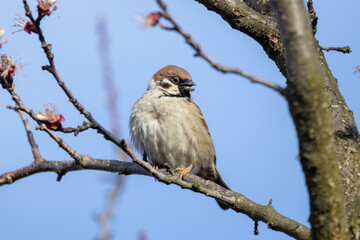 Eurasian tree sparrow (Passer montanus)