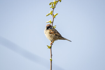Eurasian tree sparrow (Passer montanus)