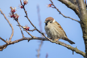 Fototapeta premium Eurasian tree sparrow (Passer montanus)
