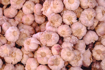 Fresh garlic on a local market in Dalat city. Garlic are grown in a greenhouse on an organic farm. Royalty high-quality free stock image of vegetables. White garlic pile texture.
