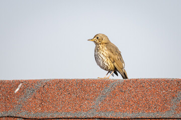 Song thrush (Turdus philomelos)