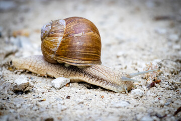Roman snail (Helix pomatia)