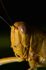 Close up of Yellow grasshoppers perched on tree trunks
