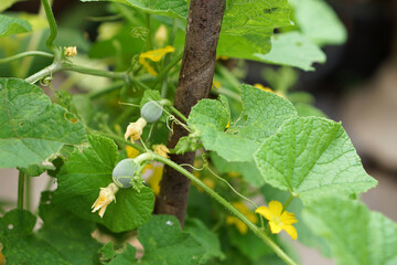 small cantaloupe thai,Saplings of cantaloupe thai with green leaves that grow in the backyard