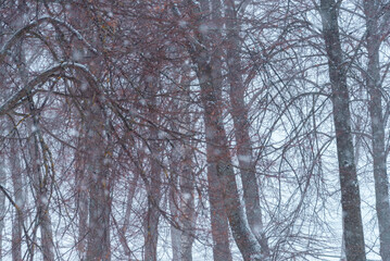 Blurred winter background with trees during a snow storm