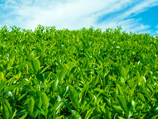 Fototapeta premium Green tea plantation against blue cloudy sky