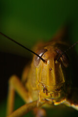 Close up of Yellow grasshoppers perched on tree trunks