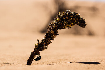 Flora and fauna from the desert
