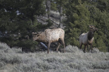 Naklejka na ściany i meble Elk in Yellowstone national park, USA