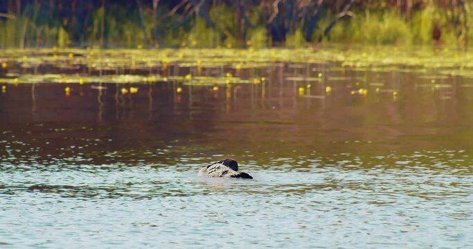 North American Common Loon echoes across a clear lake in the wilderness