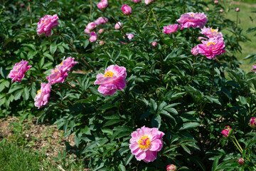Blooming peony bush with pink flowers in the garden.
