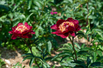 Obraz premium Red peonies flowering in peonies garden.